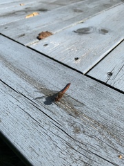 Sympetrum