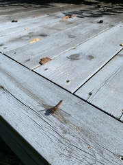 Sympetrum