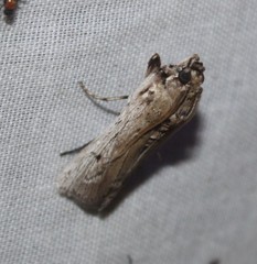 Melitara subumbrella