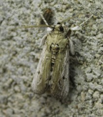 Melitara subumbrella