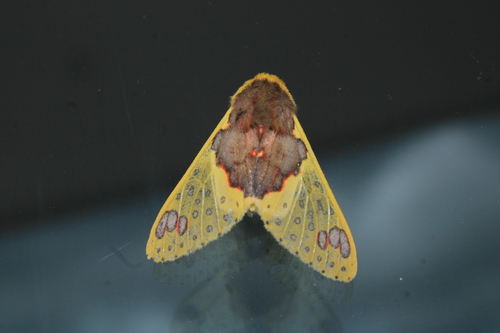 Idalus affinis
