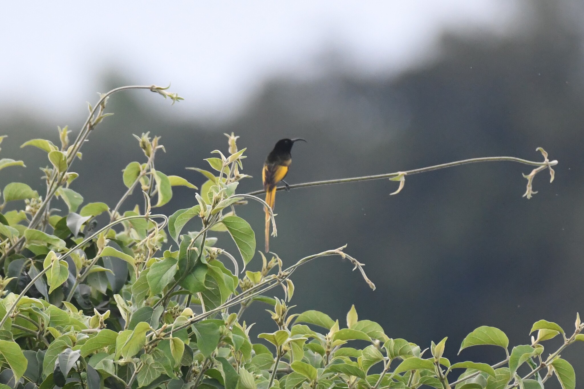 Golden-winged Sunbird (Drepanorhynchus reichenowi), photo 1