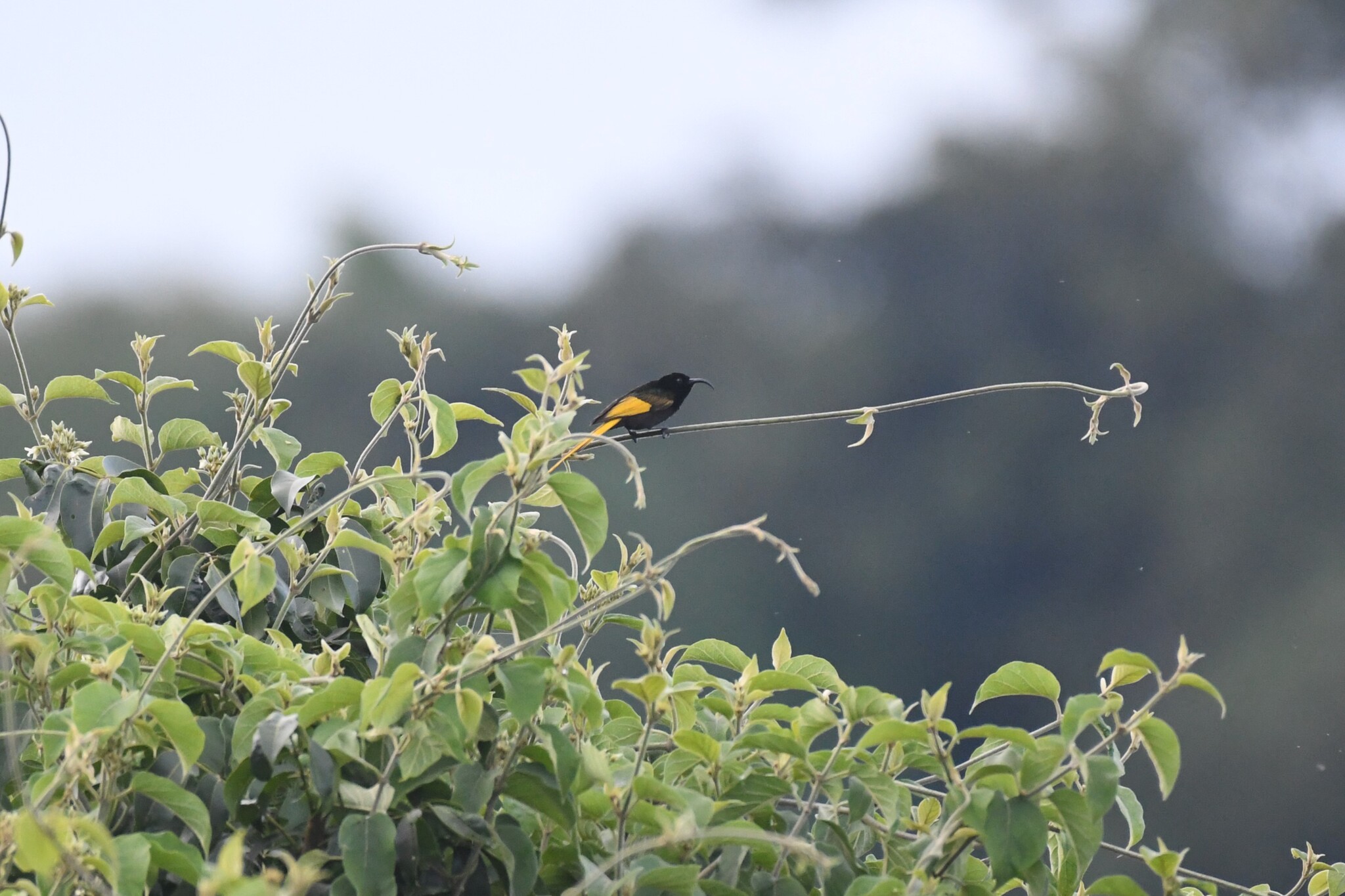 Golden-winged Sunbird (Drepanorhynchus reichenowi), photo 2