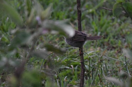 Hunter's Cisticola (Cisticola hunteri)