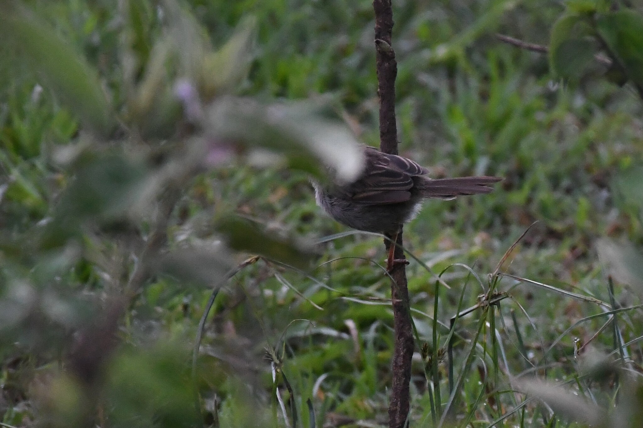 Hunter's Cisticola (Cisticola hunteri), photo 1