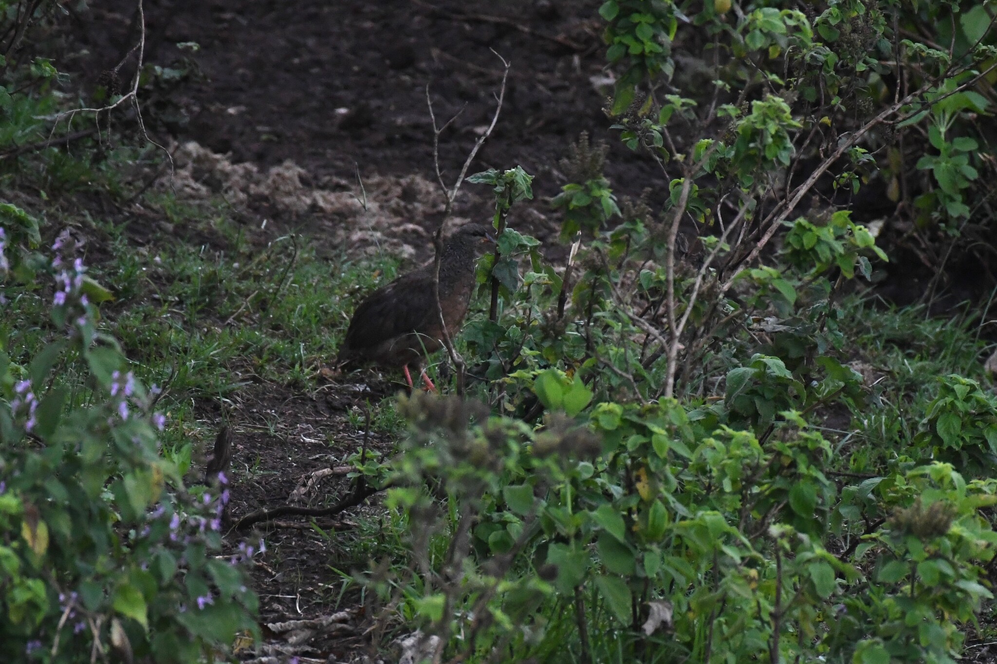 Hildebrandt's Spurfowl (Pternistis hildebrandti), photo 9