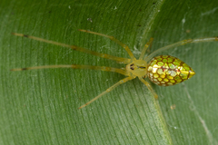 Thwaitesia margaritifera