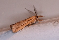 Thaumatopsis pexellus