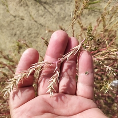 Corispermum marschallii