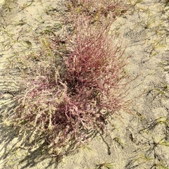 Corispermum marschallii