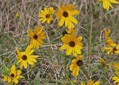 Helianthus agrestis