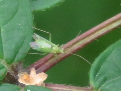 Blepharidopterus angulatus