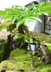 Amorphophallus bulbifer