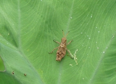 Trilophidia annulata