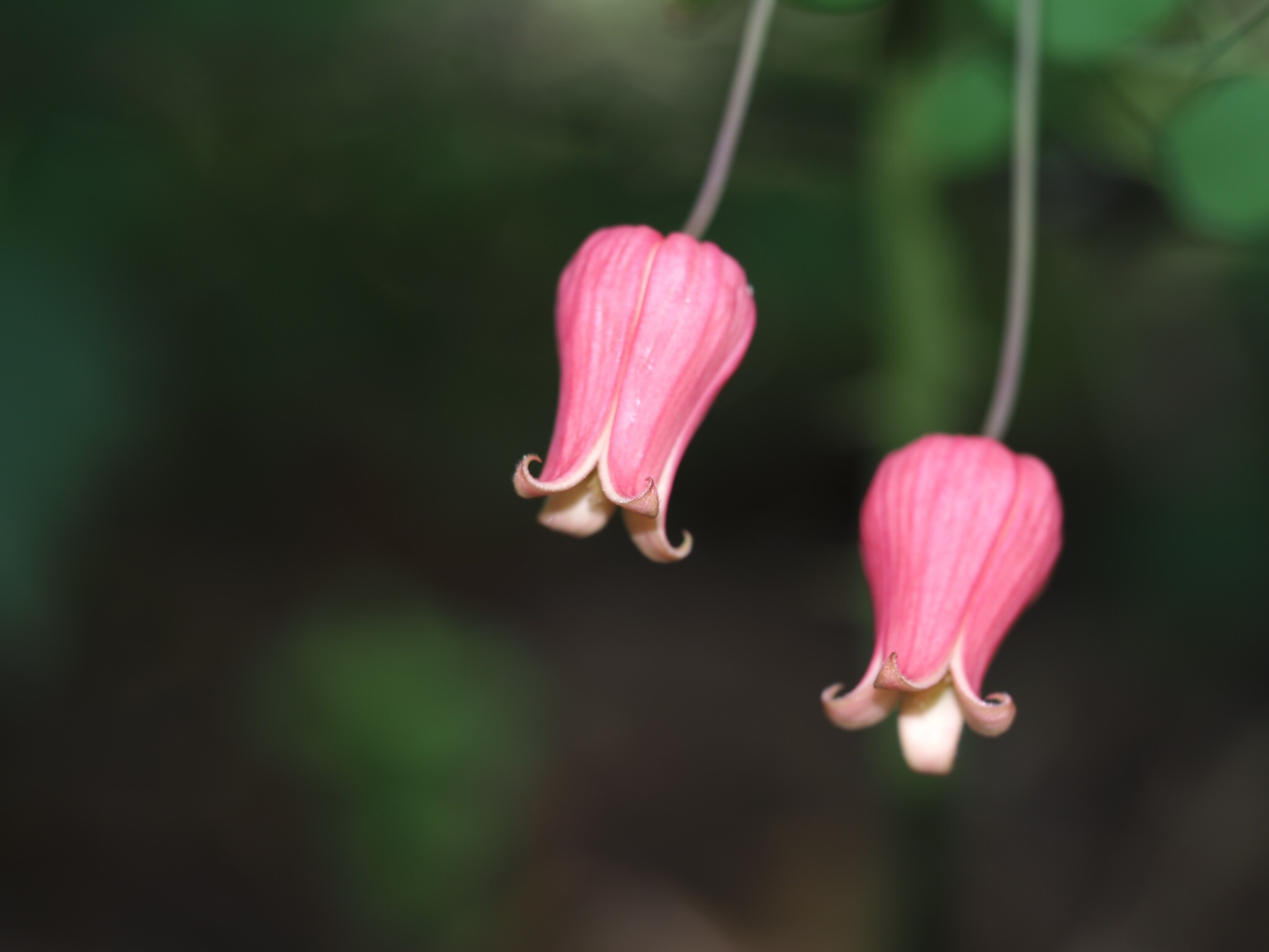 Clematis texensis