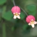Anemoneae - Photo (c) Benjamin Durrington,  זכויות יוצרים חלקיות (CC BY-NC-ND), הועלה על ידי Benjamin Durrington