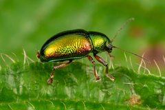 Dermorhytis variabilis