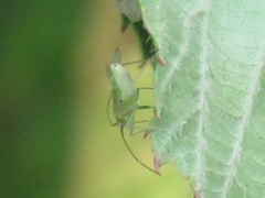 Blepharidopterus angulatus