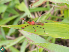 Ricolla quadrispinosa