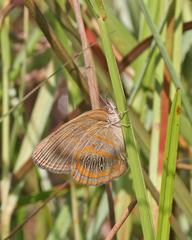 Neonympha areolatus