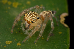 Colopsus