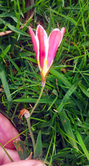 Sparaxis grandiflora