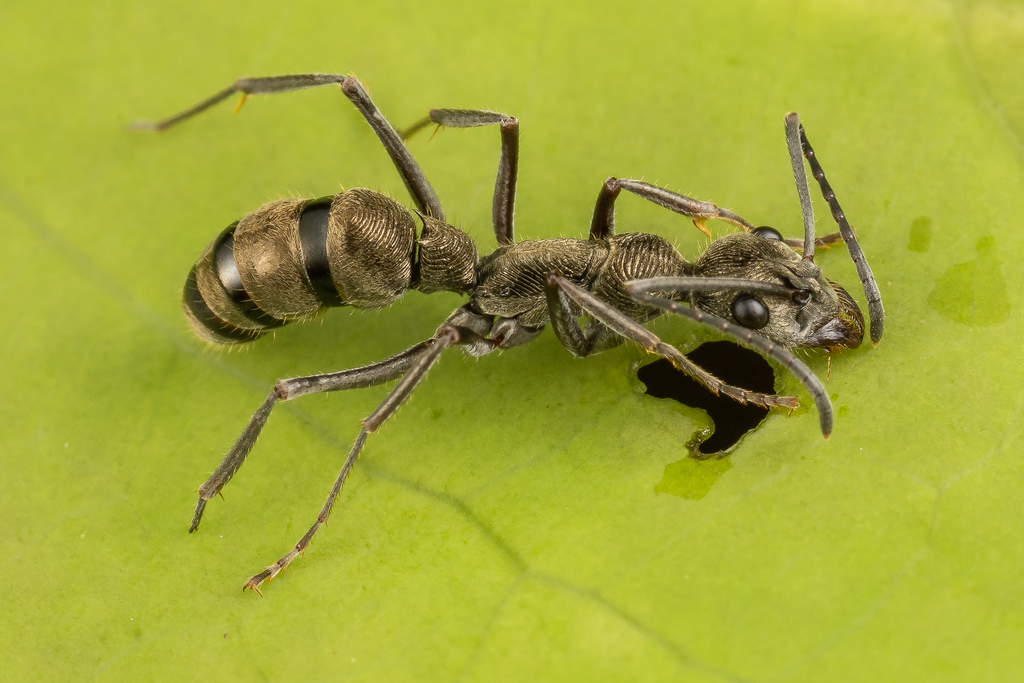Diacamma