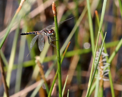 Celithemis ornata