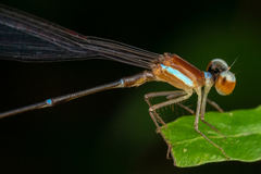 Ceylonosticta brincki