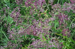 Galium rubioides