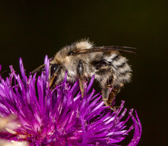 Bombus veteranus