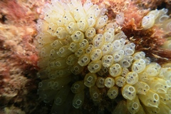 Clavelina moluccensis