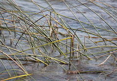 Schoenoplectus scirpoides