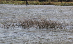 Schoenoplectus scirpoides