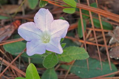 Ruellia ciliosa
