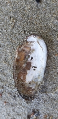 Unio elongatulus