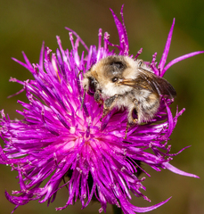 Bombus veteranus