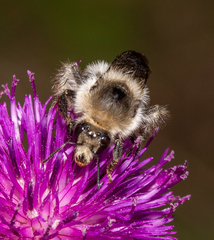Bombus veteranus