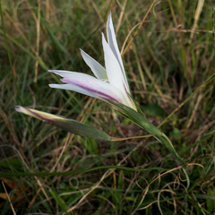 Gladiolus trichonemifolius