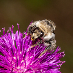 Bombus veteranus