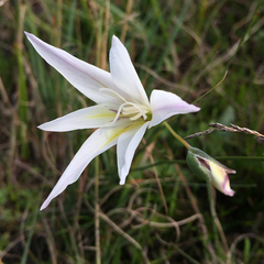Gladiolus trichonemifolius