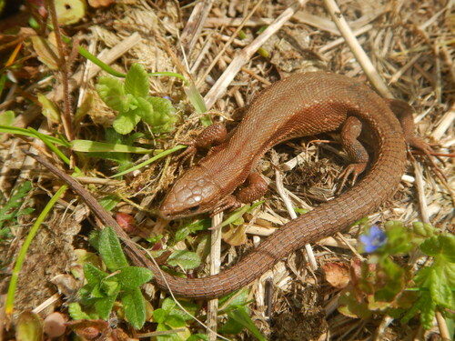 Carniolan lizard, Provincia di Pordenone, Italia, photo 10 of 10