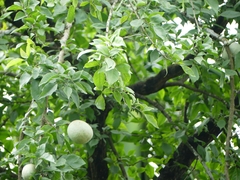 Aegle marmelos