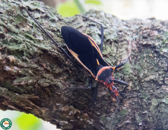 Zelurus circumcinctus