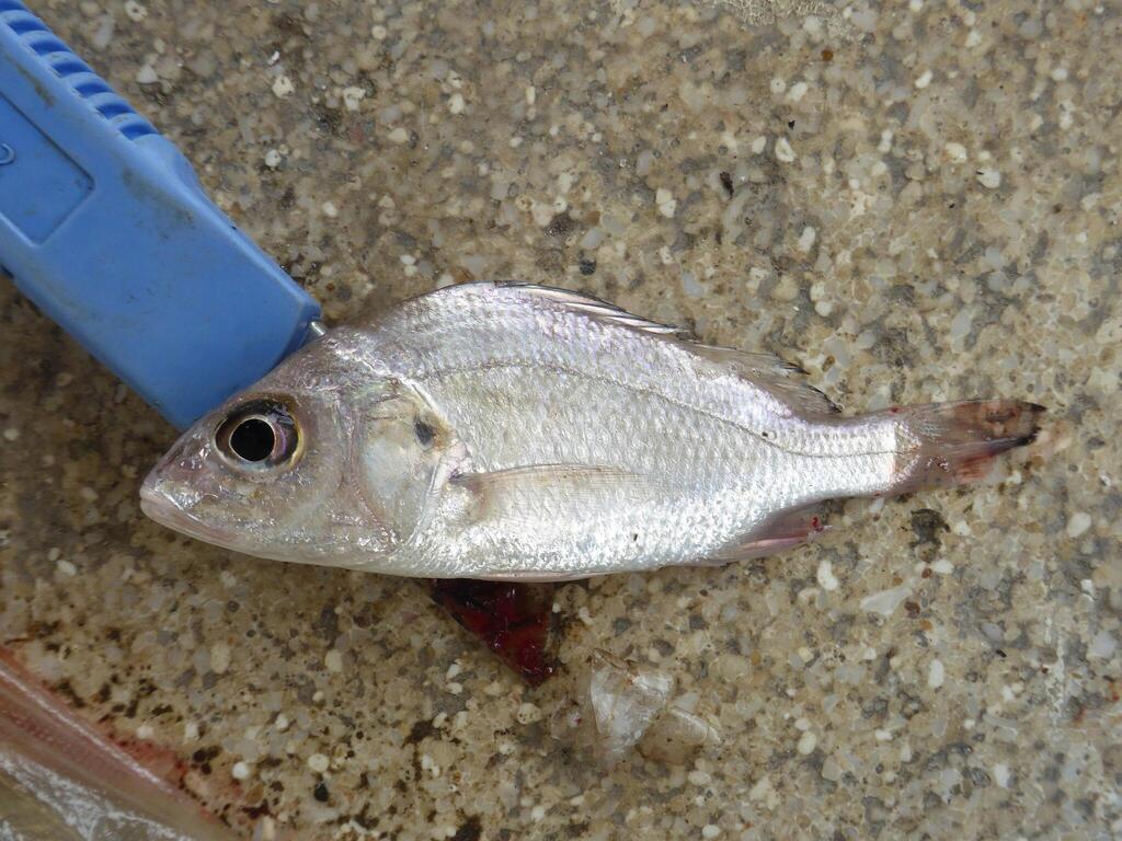Zilveren grommer (Pomadasys argyreus) — Haemulidae