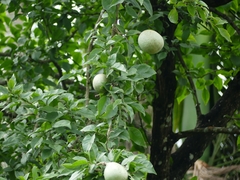 Aegle marmelos