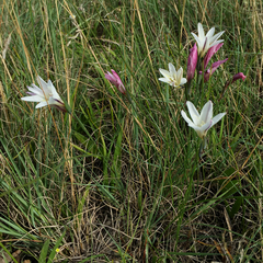 Gladiolus trichonemifolius