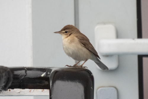 Booted Warbler (Iduna caligata), photo 1