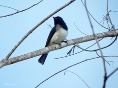 Pachycephala monacha