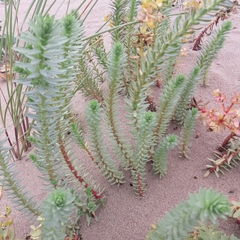 Euphorbia paralias